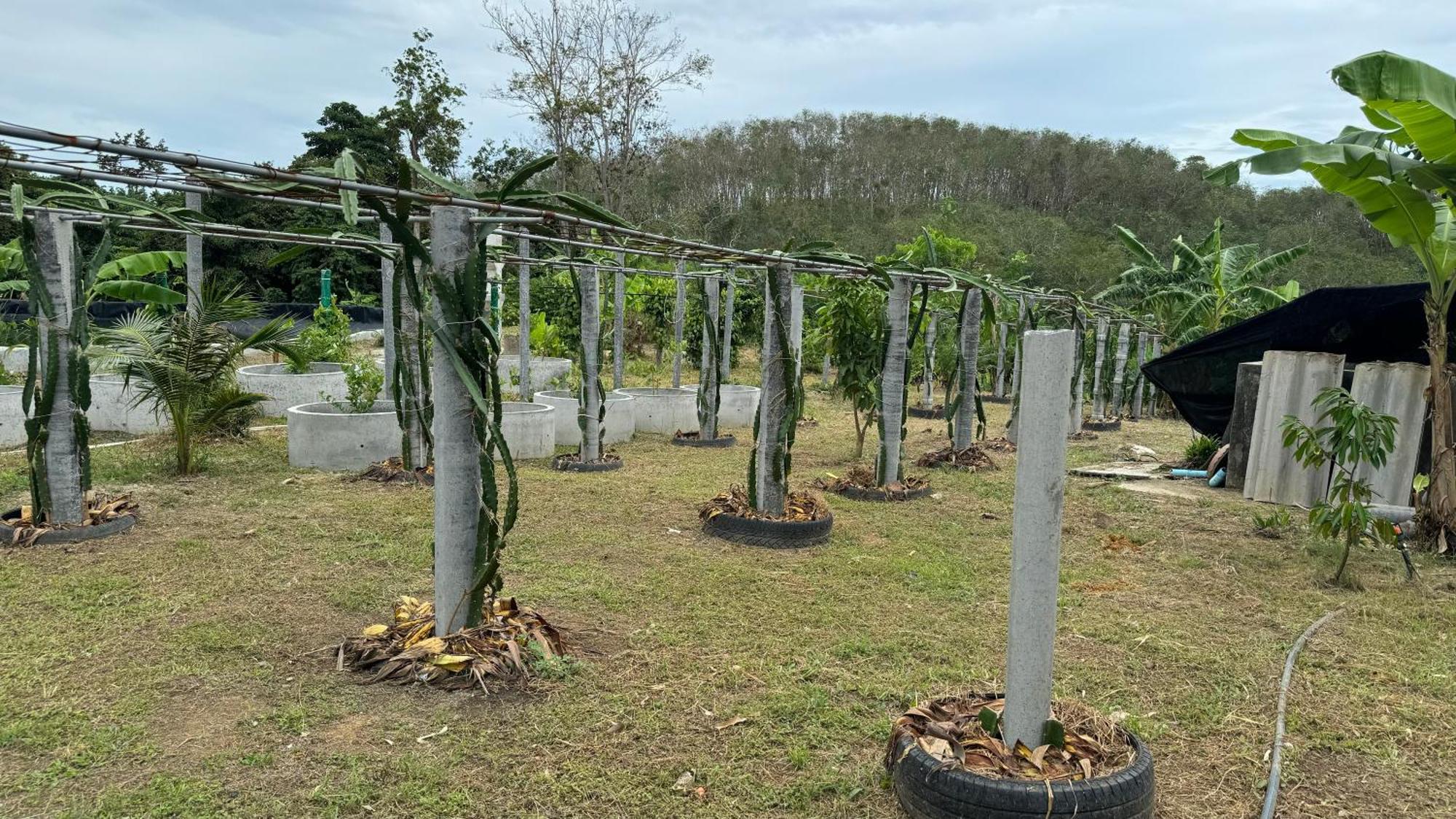 Greenheart Garden View Camp Phuket Plage de Kata Extérieur photo